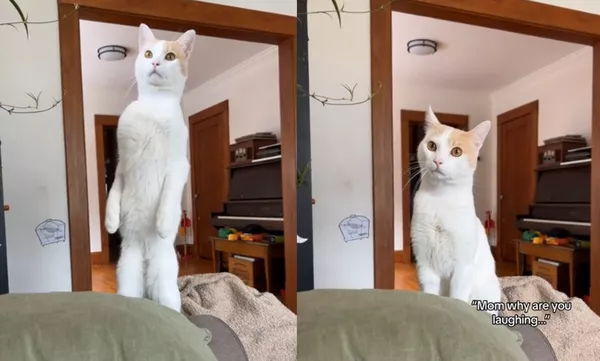 宠物猫站立,发现被拍默默变回猫 | 八阕